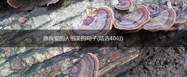愿我爱的人相关的句子(精选40句),第1张