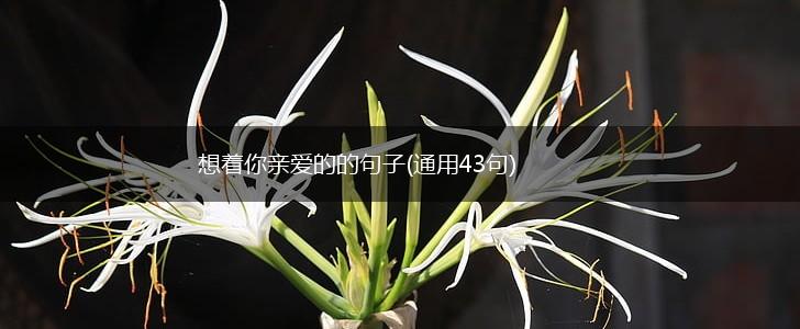 想着你亲爱的的句子(通用43句),第1张