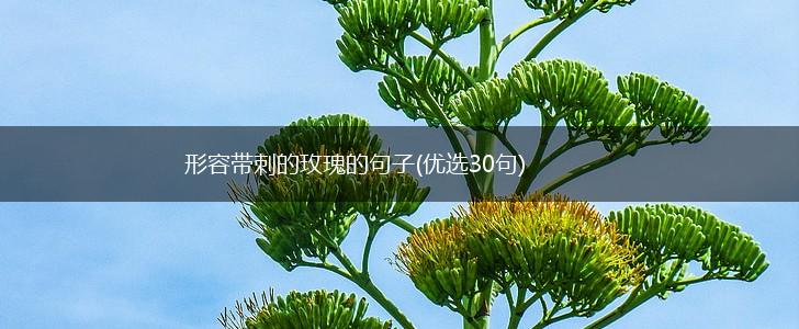 形容带刺的玫瑰的句子(优选30句),第1张