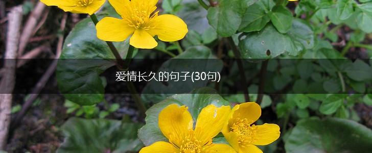 爱情长久的句子(30句),第1张