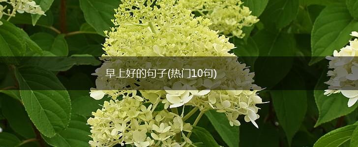 早上好的句子(热门10句),第1张