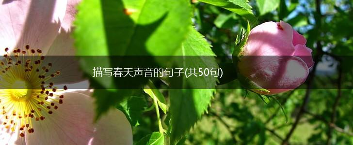 描写春天声音的句子(共50句),第1张