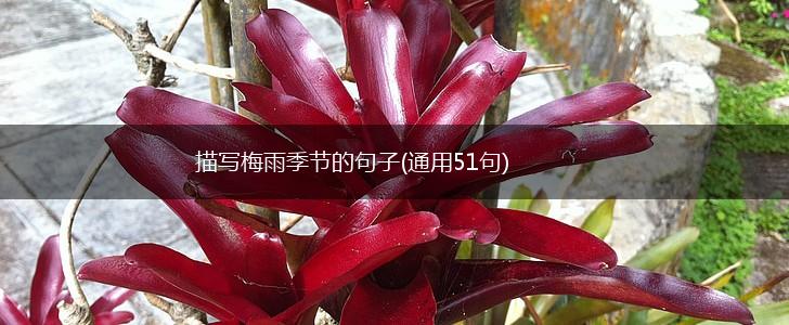 描写梅雨季节的句子(通用51句),第1张