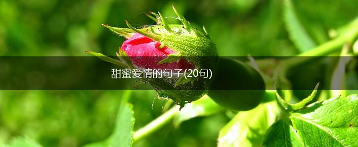 甜蜜爱情的句子(20句),第1张