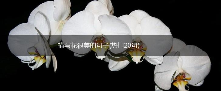 描写花很美的句子(热门20句),第1张