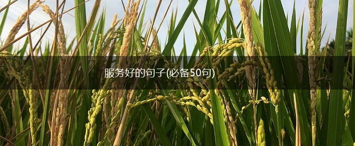 服务好的句子(必备50句),第1张
