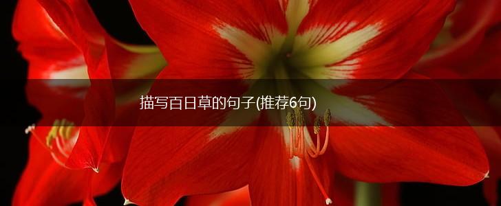 描写百日草的句子(推荐6句),第1张