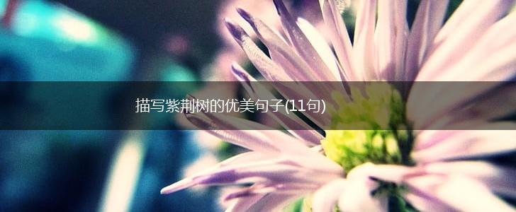 描写紫荆树的优美句子(11句),第1张