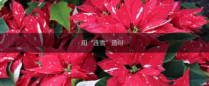 用“连雪”造句,第1张