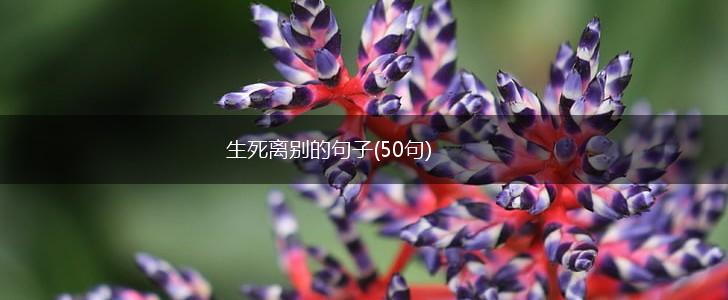 生死离别的句子(50句),第1张