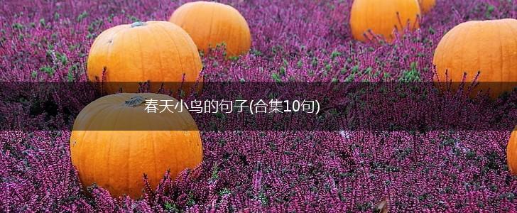 春天小鸟的句子(合集10句),第1张