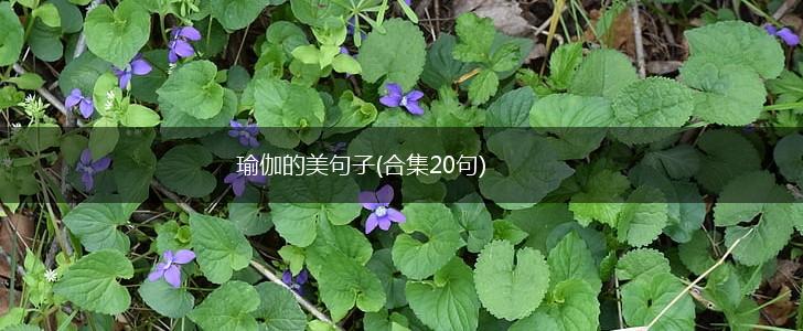 瑜伽的美句子(合集20句),第1张