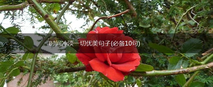时间冲淡一切优美句子(必备10句),第1张