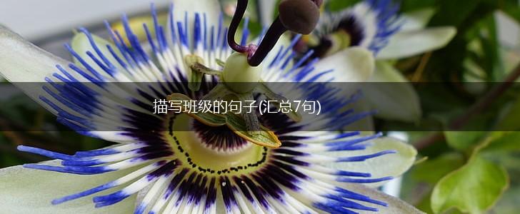 描写班级的句子(汇总7句),第1张