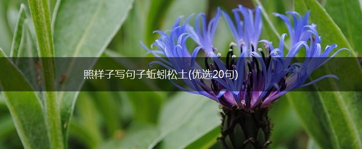 照样子写句子蚯蚓松土(优选20句),第1张