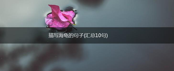 描写海龟的句子(汇总10句),第1张
