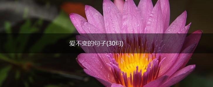 爱不变的句子(30句),第1张