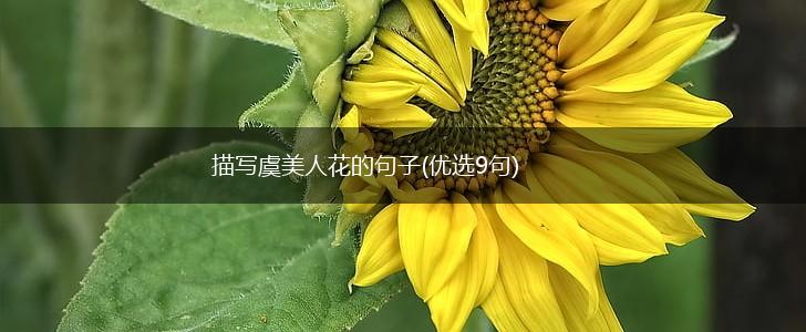 描写虞美人花的句子(优选9句),第1张