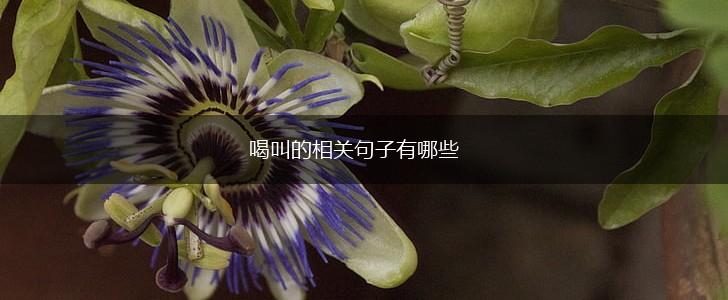 喝叫的相关句子有哪些,第1张