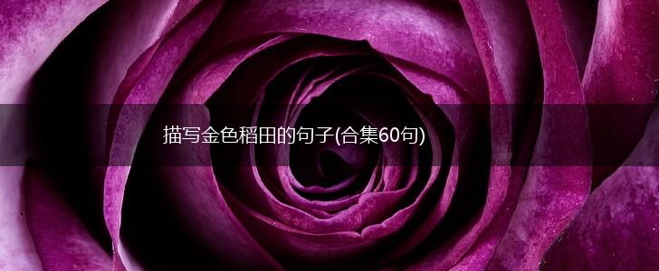描写金色稻田的句子(合集60句),第1张