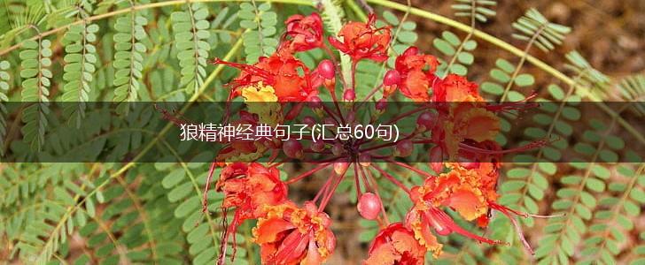 狼精神经典句子(汇总60句),第1张