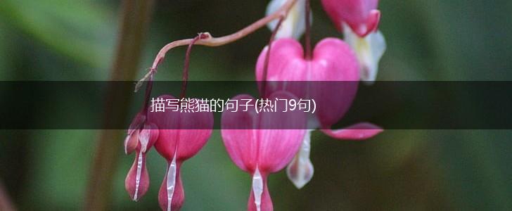 描写熊猫的句子(热门9句),第1张