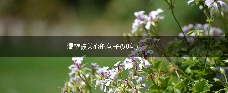渴望被关心的句子(50句),第1张