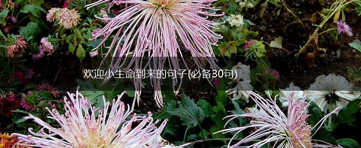欢迎小生命到来的句子(必备30句),第1张