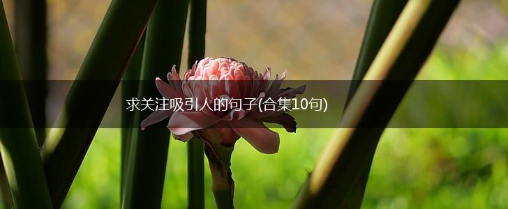 求关注吸引人的句子(合集10句),第1张