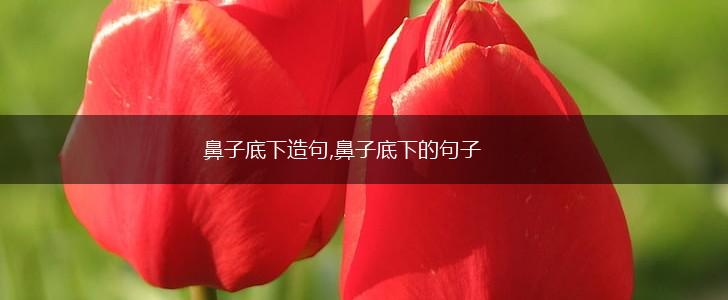 鼻子底下造句,鼻子底下的句子,第1张 鼻子底下造句,鼻子底下的句子,第1张
