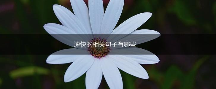 速快的相关句子有哪些,第1张