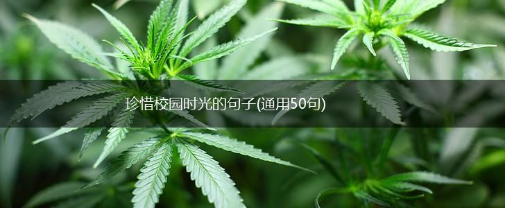 珍惜校园时光的句子(通用50句),第1张