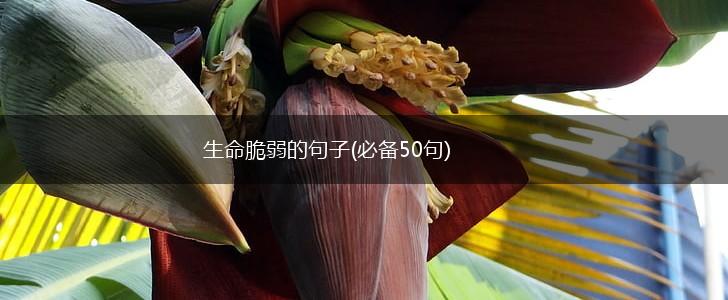 生命脆弱的句子(必备50句),第1张