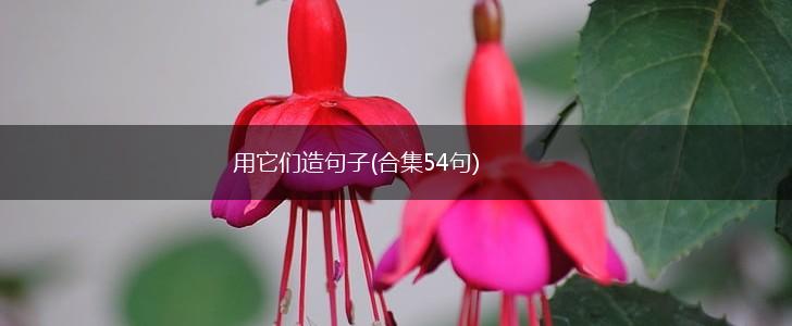 用它们造句子(合集54句),第1张