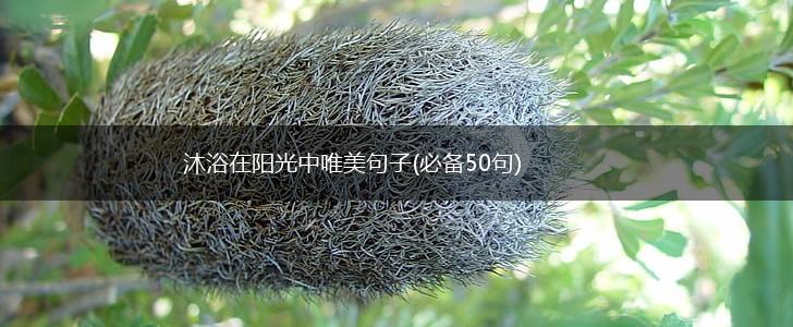 沐浴在阳光中唯美句子(必备50句),第1张