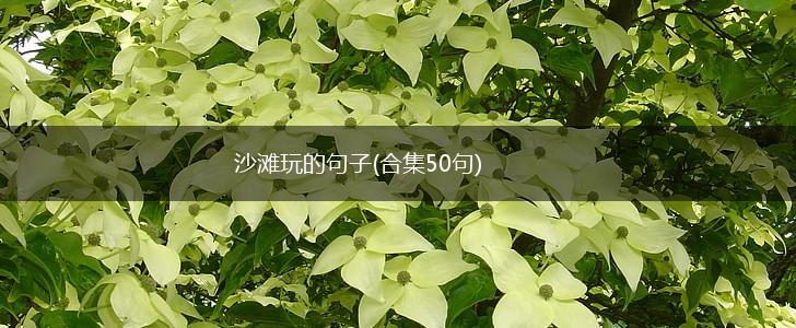 沙滩玩的句子(合集50句),第1张