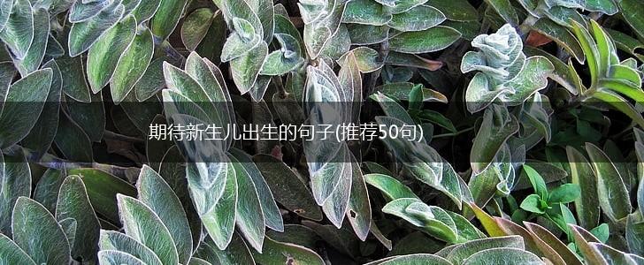 期待新生儿出生的句子(推荐50句),第1张