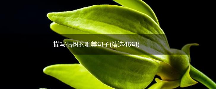 描写枯树的唯美句子(精选46句),第1张