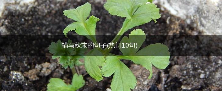 描写秋末的句子(热门10句),第1张
