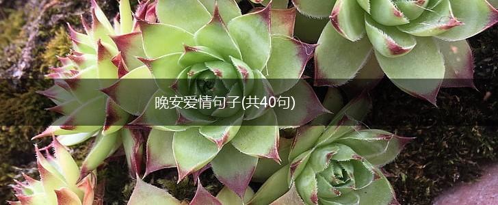 晚安爱情句子(共40句),第1张