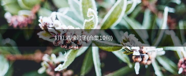 灯红酒绿句子(合集10句),第1张