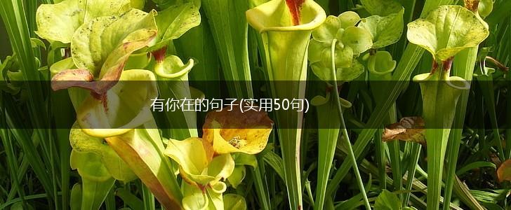 有你在的句子(实用50句),第1张