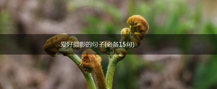 爱好摄影的句子(必备15句),第1张
