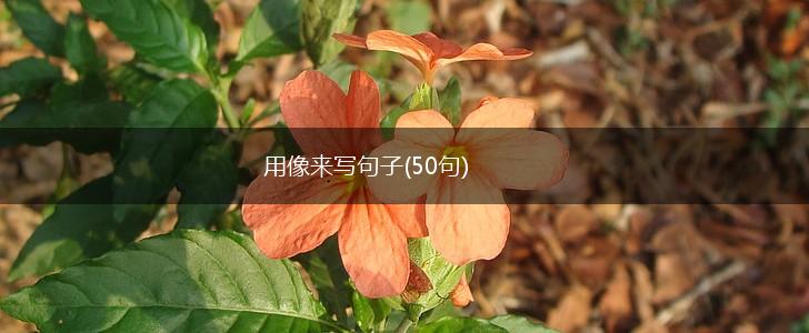 用像来写句子(50句),第1张