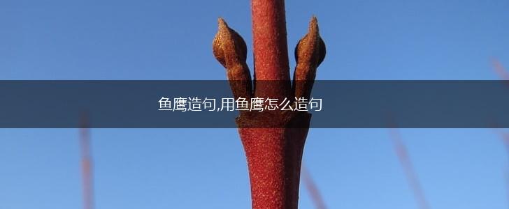 鱼鹰造句,用鱼鹰怎么造句,第1张 鱼鹰造句,用鱼鹰怎么造句,第1张