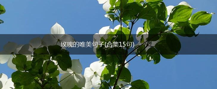 玫瑰的唯美句子(合集15句),第1张