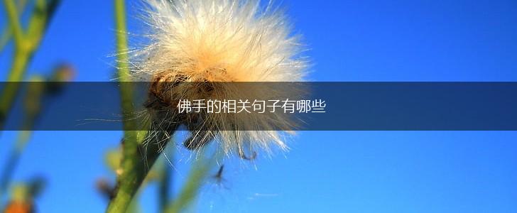 佛手的相关句子有哪些,第1张