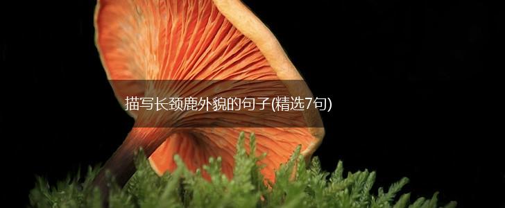 描写长颈鹿外貌的句子(精选7句),第1张