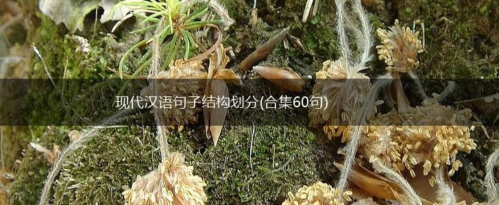 现代汉语句子结构划分(合集60句),第1张