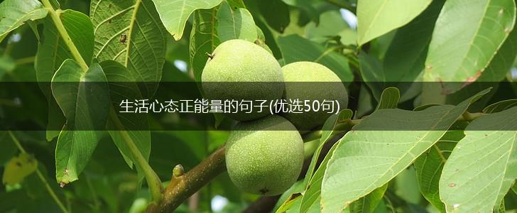 生活心态正能量的句子(优选50句),第1张